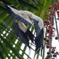Ducula bicolor