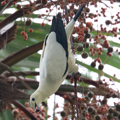 Ducula bicolor