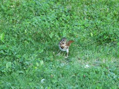 Passerella iliaca