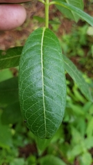 Asclepias syriaca