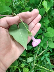 Ipomoea triloba