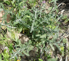 Teucrium