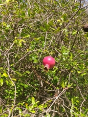 Punica granatum