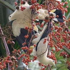 Ducula bicolor