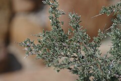 Crotalarieae