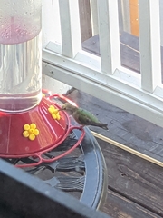 Selasphorus platycercus