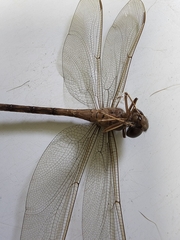 Gynacantha