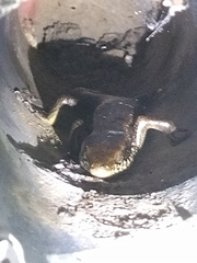 Eutropis longicaudata