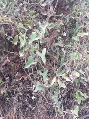 Smilax aspera