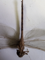 Gynacantha