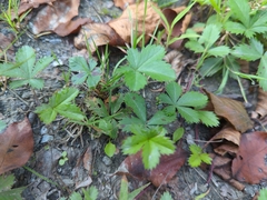 Potentilla canadensis