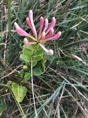 Lonicera periclymenum