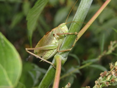 Tettigonia cantans