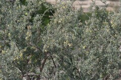 Crotalarieae