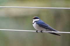 Hirundo albigularis