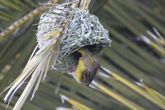 Ploceus velatus