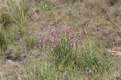 Dierama pauciflorum