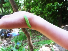 Orthosia hibisci