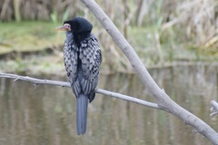 Microcarbo africanus