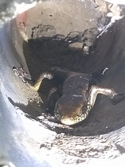 Eutropis longicaudata