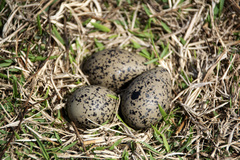 Vanellus chilensis