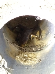 Eutropis longicaudata