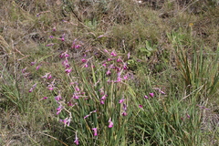 Dierama pauciflorum