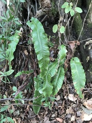 Asplenium scolopendrium