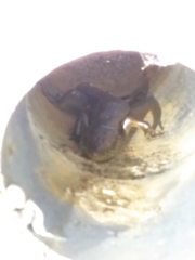 Eutropis longicaudata