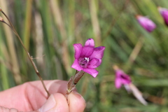 Dierama pauciflorum