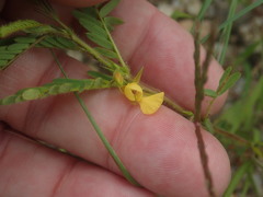 Chamaecrista