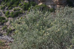 Crotalarieae