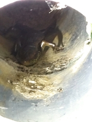 Eutropis longicaudata