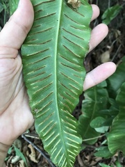 Asplenium scolopendrium