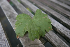 Colomerus vitis