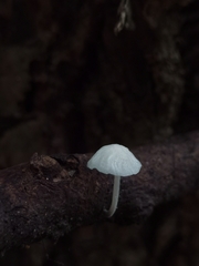 Tetrapyrgos nigripes