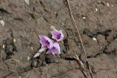 Dierama robustum