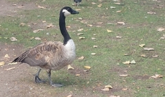 Branta canadensis