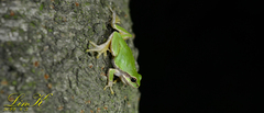 Hyla japonica