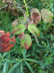 Rubus caesius