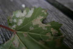 Colomerus vitis