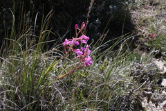 Disa oreophila erecta