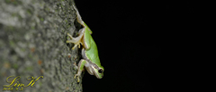 Hyla japonica