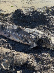 Acipenser transmontanus