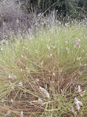 Genista umbellata