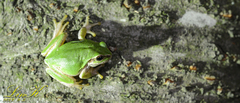 Hyla japonica