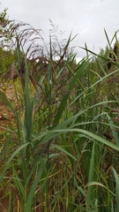 Glyceria maxima