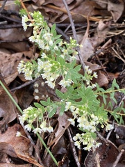 Phyllanthus calycinus