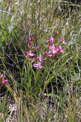 Disa oreophila erecta