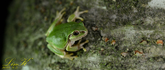 Hyla japonica